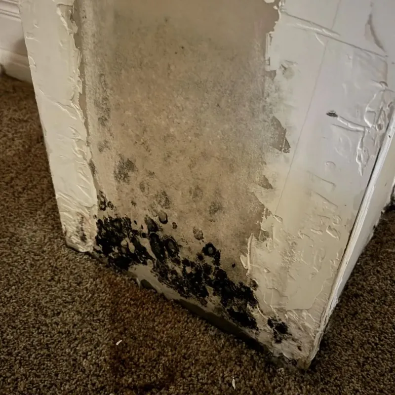 Professional Mold Removal in Marinette County, WI